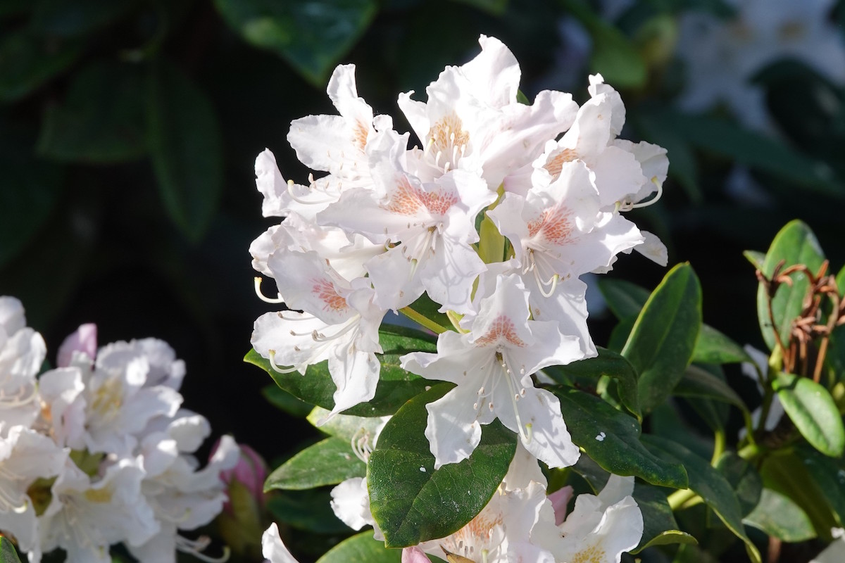 Cunningham's White